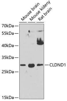 CLDND1 Rabbit Polyclonal Antibody