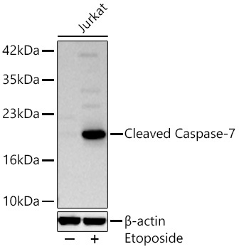 Cleaved Caspase-7 Rabbit Monoclonal Antibody