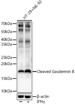 Cleaved Gasdermin B Rabbit Polyclonal Antibody