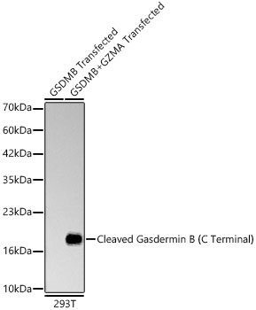Cleaved Gasdermin B?C Terminal? Rabbit Monoclonal Antibody - Image 2