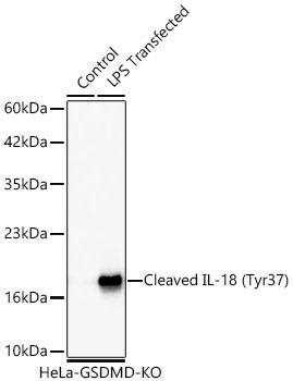 Cleaved IL-18 (Tyr37) Rabbit Monoclonal Antibody