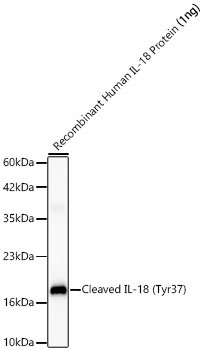 Cleaved IL-18 (Tyr37) Rabbit Monoclonal Antibody - Image 2