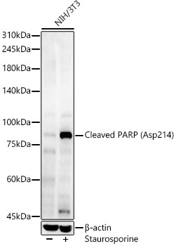 Cleaved PARP (Asp214) Rabbit Polyclonal Antibody