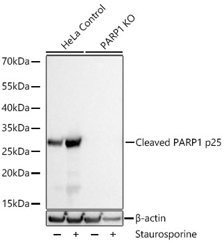 Cleaved PARP1 p25 Rabbit Monoclonal Antibody