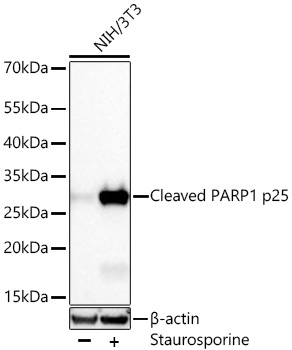 Cleaved PARP1 p25 Rabbit Monoclonal Antibody - Image 3