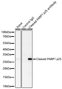 Cleaved PARP1 p25 Rabbit Monoclonal Antibody - Image 4