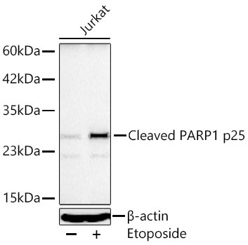 Cleaved PARP1 p25 Rabbit Polyclonal Antibody