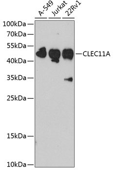 CLEC11A Rabbit Polyclonal Antibody