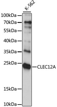 CLEC12A Rabbit Polyclonal Antibody