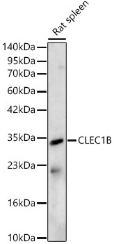 CLEC1B Rabbit Polyclonal Antibody