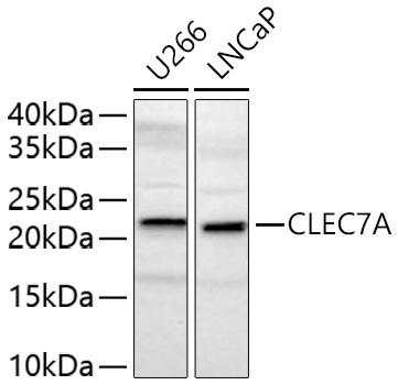 CLEC7A Rabbit Polyclonal Antibody