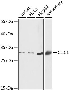CLIC1 Rabbit Polyclonal Antibody