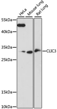 CLIC3 Rabbit Polyclonal Antibody