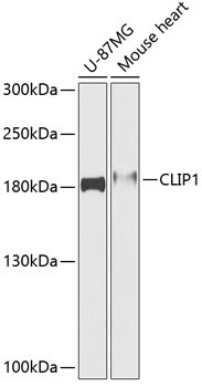 CLIP1 Rabbit Polyclonal Antibody