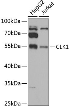 CLK1 Rabbit Polyclonal Antibody