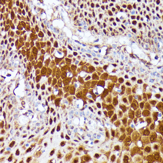 CLNS1A Rabbit Polyclonal Antibody - Image 3