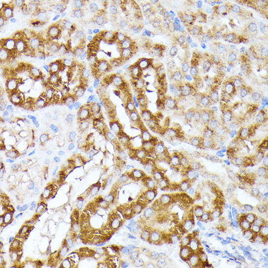CLNS1A Rabbit Polyclonal Antibody - Image 4