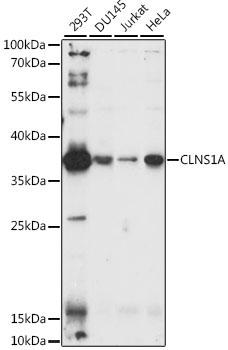 CLNS1A Rabbit Polyclonal Antibody