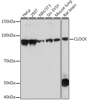 CLOCK Rabbit Monoclonal Antibody