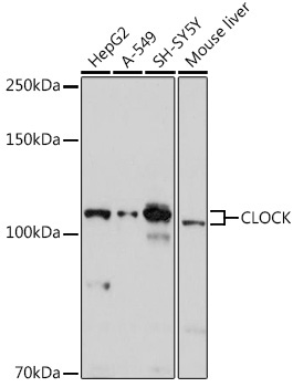 CLOCK Rabbit Polyclonal Antibody