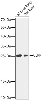 CLPP Rabbit Polyclonal Antibody