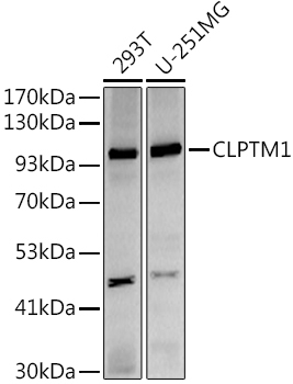 CLPTM1 Rabbit Monoclonal Antibody