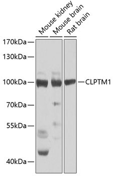 CLPTM1 Rabbit Polyclonal Antibody