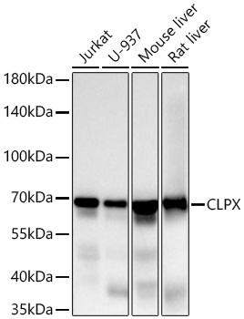 CLPX Rabbit Monoclonal Antibody