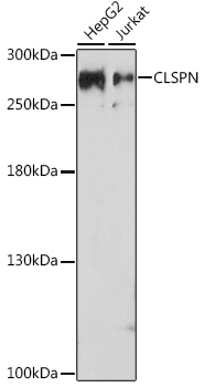 CLSPN Rabbit Polyclonal Antibody