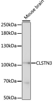 CLSTN3 Rabbit Polyclonal Antibody