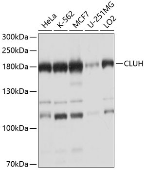 CLUH Rabbit Polyclonal Antibody