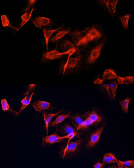 CLUH Rabbit Polyclonal Antibody - Image 3