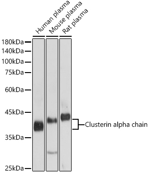 Clusterin alpha chain Rabbit Polyclonal Antibody