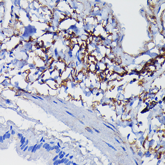 Clusterin alpha chain Rabbit Polyclonal Antibody - Image 3