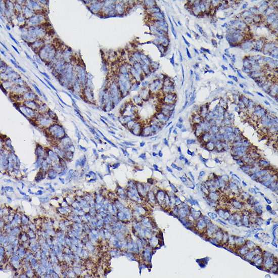 Clusterin alpha chain Rabbit Polyclonal Antibody - Image 4