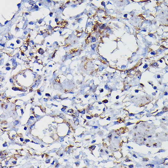 Clusterin alpha chain Rabbit Polyclonal Antibody - Image 5