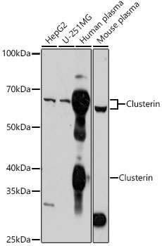 Clusterin Rabbit Polyclonal Antibody
