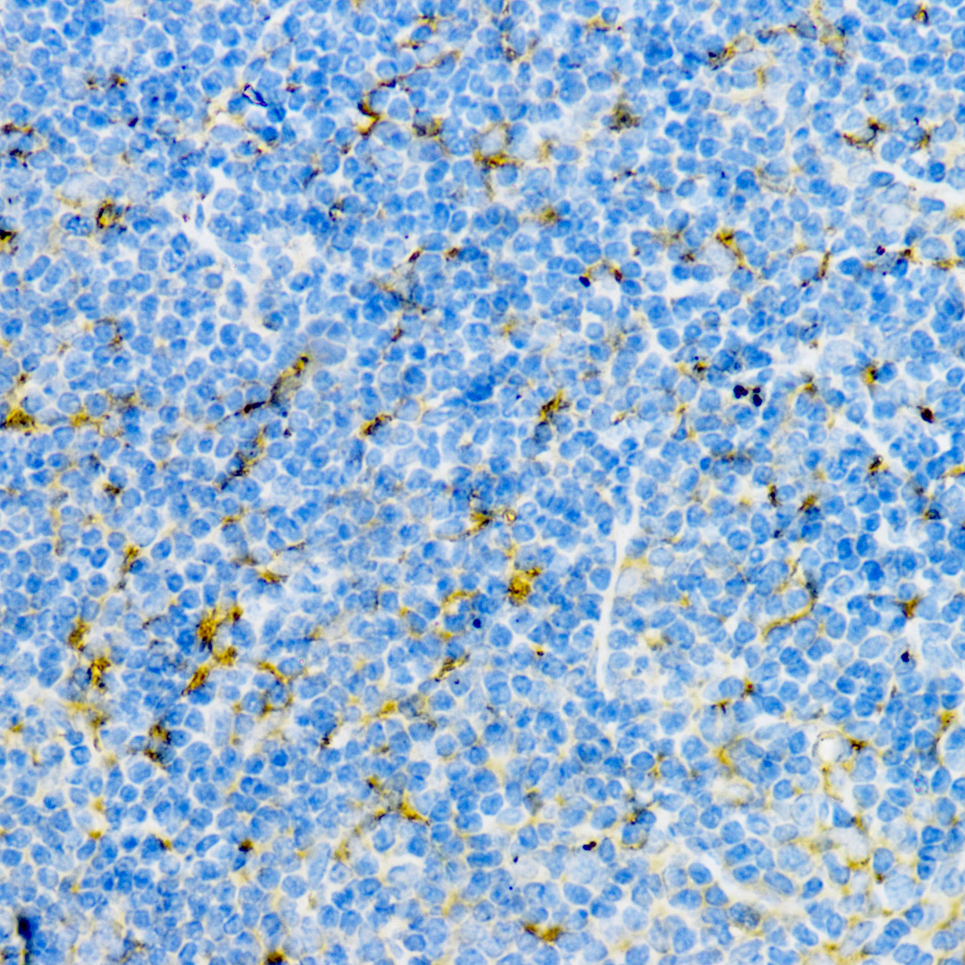 Clusterin Rabbit Polyclonal Antibody - Image 3