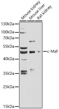 c-Maf Rabbit Polyclonal Antibody