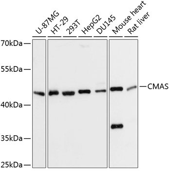 CMAS Rabbit Polyclonal Antibody