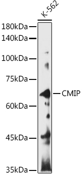 CMIP Rabbit Polyclonal Antibody - Image 2