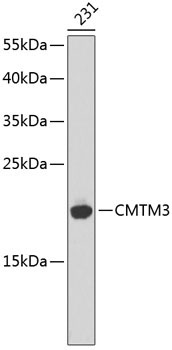 CMTM3 Rabbit Polyclonal Antibody