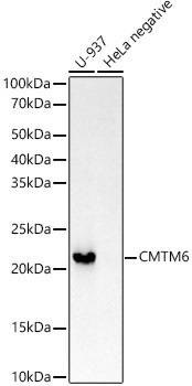 CMTM6 Rabbit Monoclonal Antibody