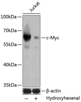 c-Myc Mouse Monoclonal Antibody
