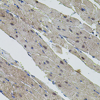c-Myc Rabbit Polyclonal Antibody - Image 2