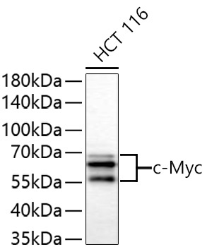 c-Myc Rabbit Polyclonal Antibody