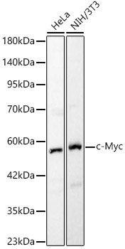 c-Myc Rabbit Polyclonal Antibody