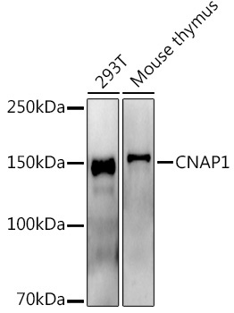 CNAP1 Rabbit Monoclonal Antibody - Image 2