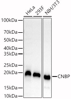CNBP Rabbit Polyclonal Antibody