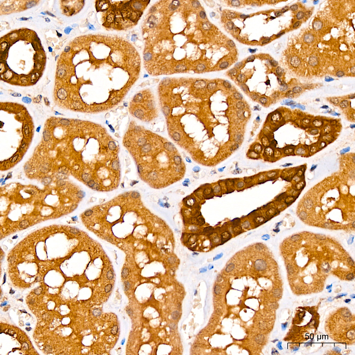 CNBP Rabbit Polyclonal Antibody - Image 2